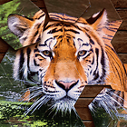 Jigsaw Hexa Puzzle